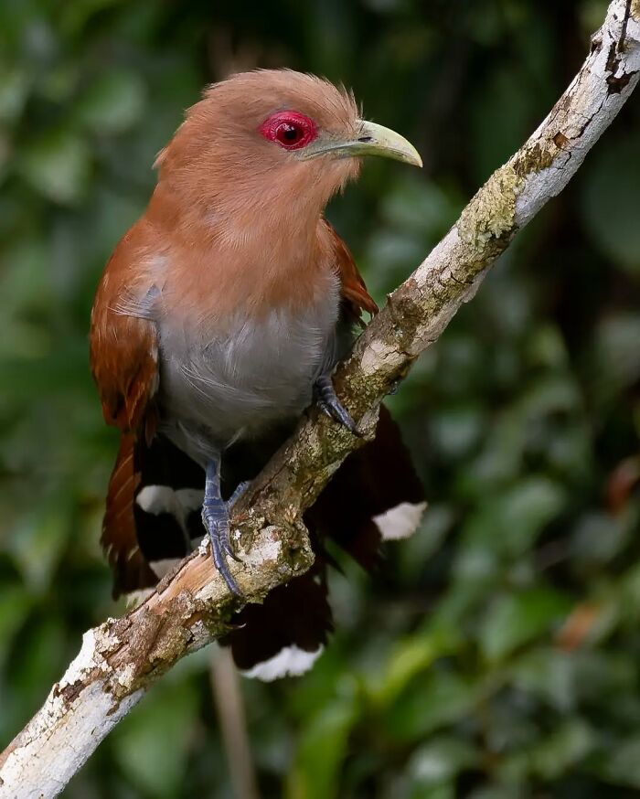 Colorful Brazilian bird perched on a branch showcasing vibrant feathers and bright red eye in Brazil’s birdlife.