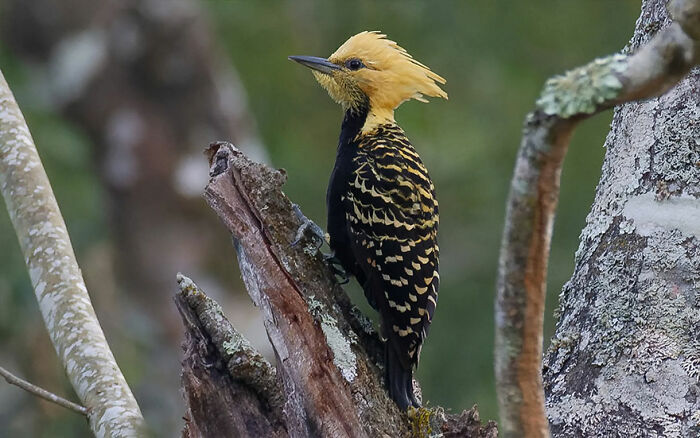 Yellow-crested woodpecker perched on a tree branch showcasing Brazil’s birdlife in vibrant natural colors.