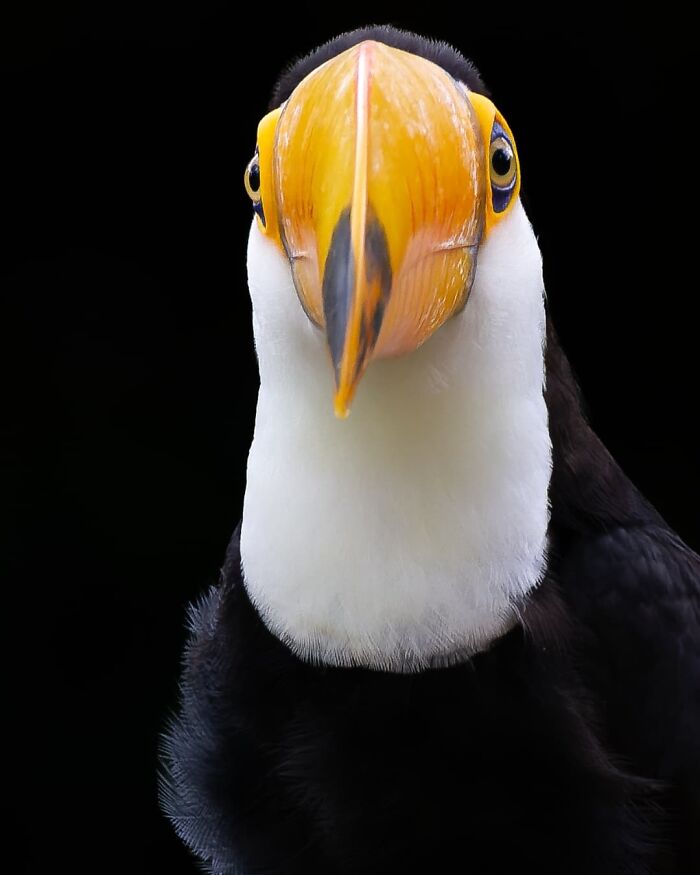 Close-up of a colorful toucan showcasing Brazil’s birdlife with vibrant beak and striking black and white feathers.