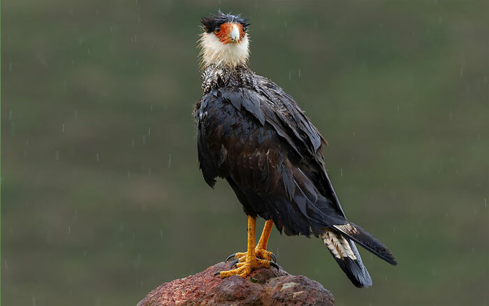 A colorful bird from Brazil’s vibrant birdlife perched on a rock in a rainy natural setting.