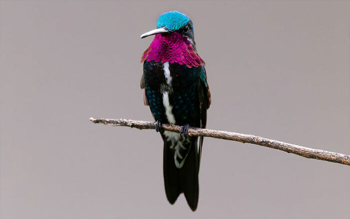 Colorful Brazilian bird perched on a branch showcasing vibrant plumage in Brazil’s birdlife photography.