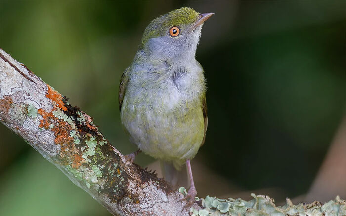 Small colorful Brazilian bird perched on a lichen-covered branch showcasing Brazil’s vibrant birdlife.