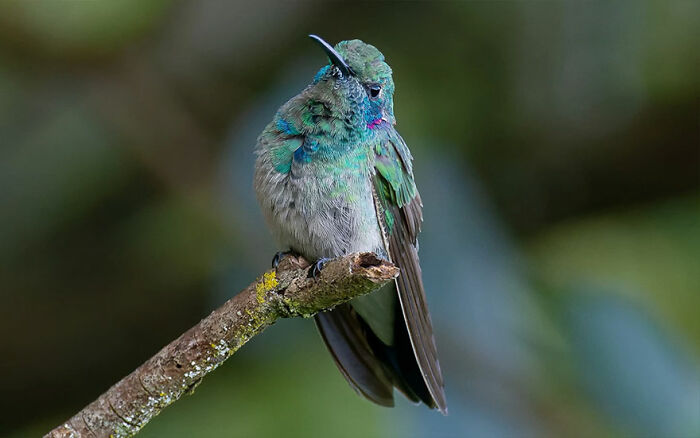 Colorful Brazilian hummingbird perched on a branch showcasing vibrant feathers in Brazil’s birdlife photography.