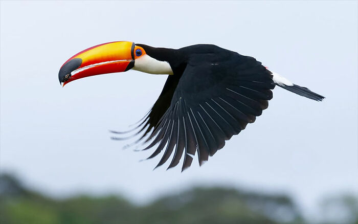 Toucan flying in mid-air showcasing vibrant colors, representing Brazil’s birdlife in a colorful nature scene.