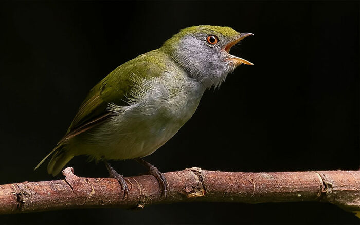Small green bird with an open beak perched on a branch showcasing Brazil’s colorful birdlife in vibrant detail