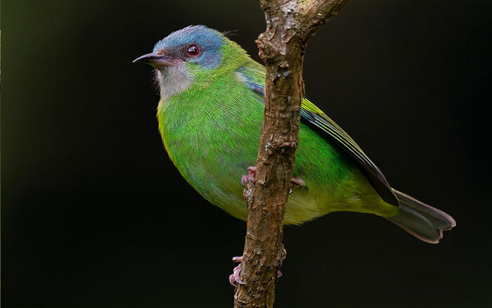 Vibrant green and blue bird perched on a branch showcasing colorful Brazil birdlife in a stunning nature close-up.