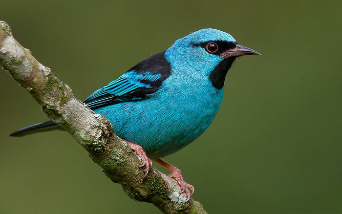 Vibrant blue bird perched on a branch showcasing Brazil’s colorful birdlife in a stunning natural setting.