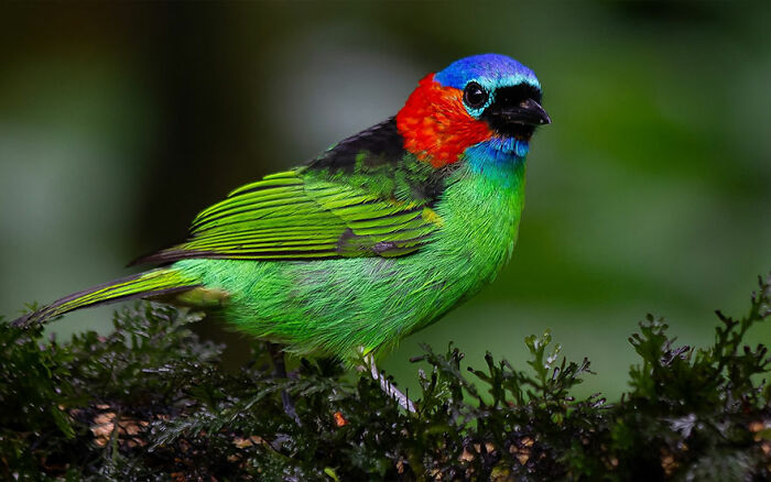 Colorful bird from Brazil’s birdlife perched on mossy branch showcasing vibrant green, blue, and red feathers in natural habitat.