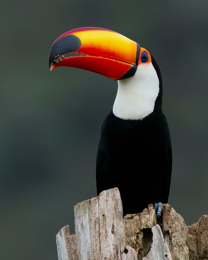 Toucan with vibrant colorful beak perched on weathered wood, showcasing Brazil’s birdlife in a vivid natural setting.