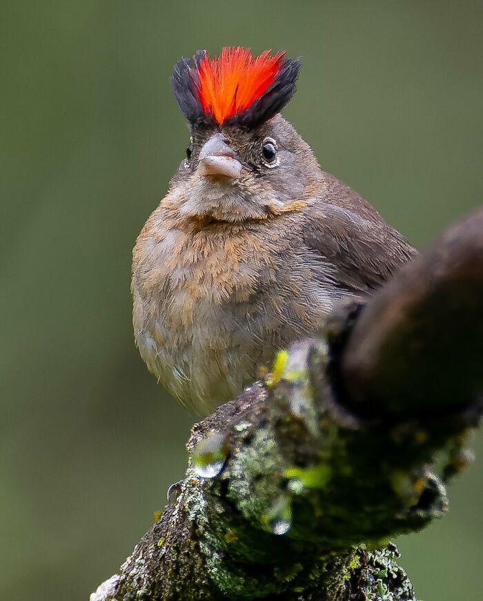 A small bird with a bright red and black crest perched on a mossy branch in Brazil’s birdlife.