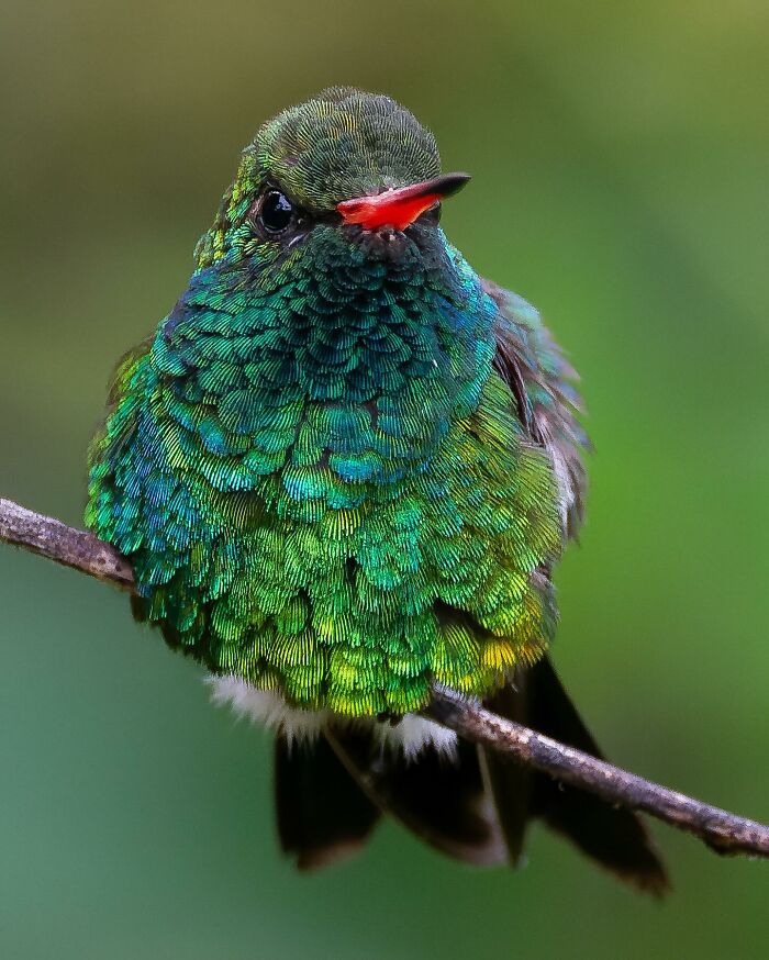 Close-up of a colorful hummingbird showcasing Brazil’s birdlife with vibrant green and blue feathers on a branch.