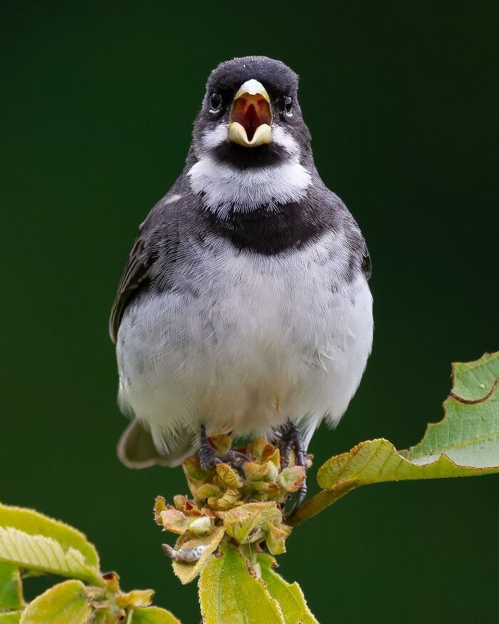 Small black and white bird perched on green leaves, showcasing vibrant Brazil birdlife in a colorful nature setting.
