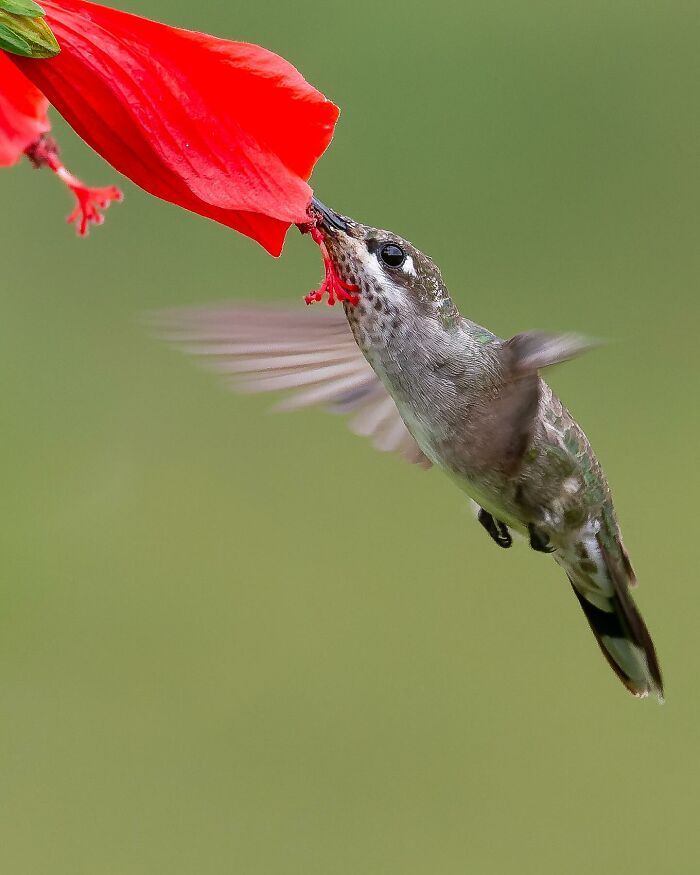 Hummingbird feeding from a bright red flower showcasing vibrant Brazil birdlife in a natural green environment.