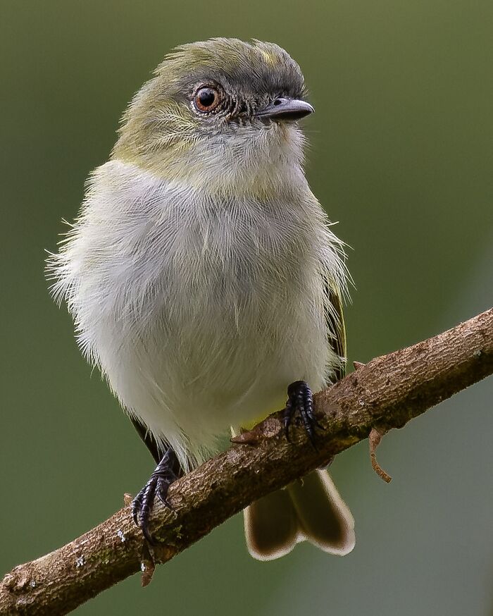 Small bird with soft feathers perched on a branch showcasing Brazil’s birdlife in vibrant natural colors
