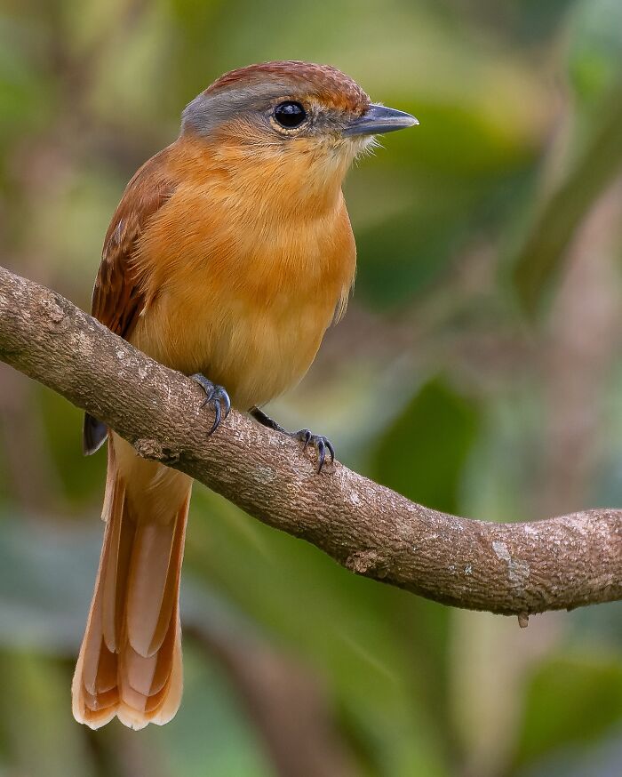 Small colorful bird perched on a tree branch showcasing Brazil’s birdlife in a vibrant natural setting.