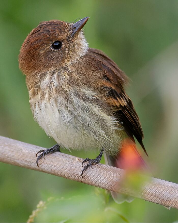 Bran-Colored Flycatcher
