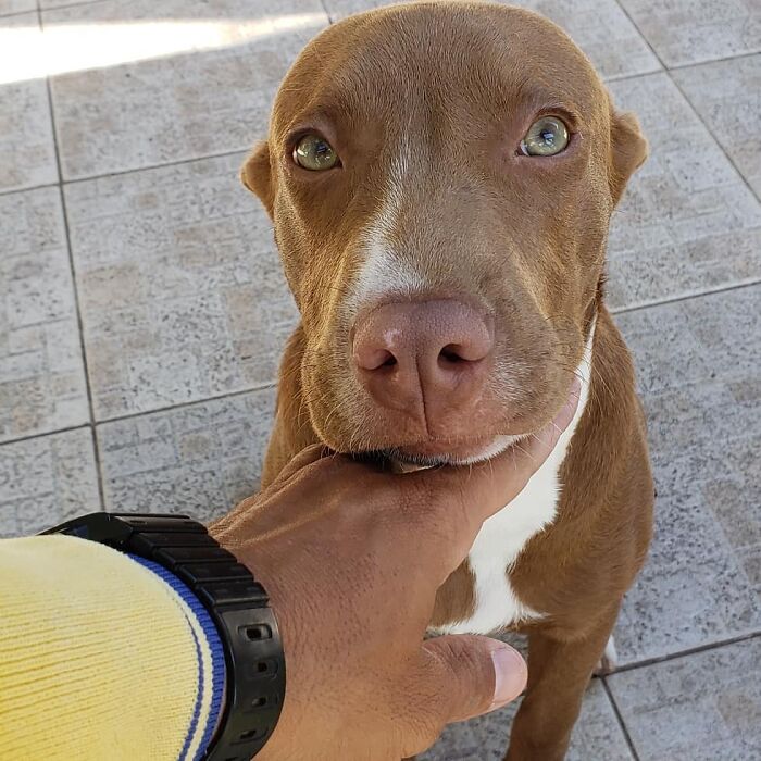 Close-up of a dog being gently held by the mailman who’s best friends with every dog on his route.