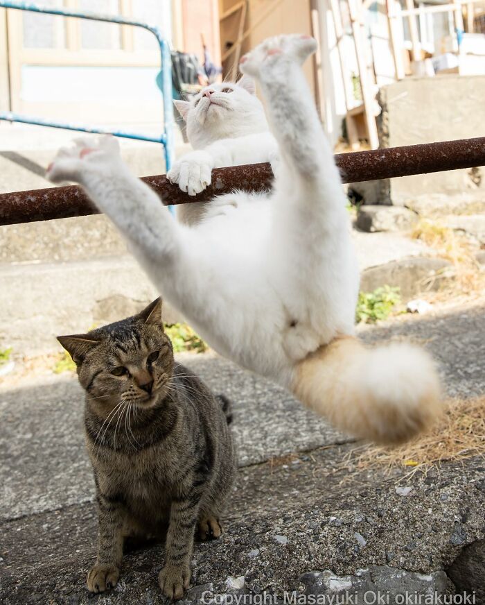 Two Japan stray cats, one stretching and hanging from a rusty bar, the other sitting nearby on stone ground.