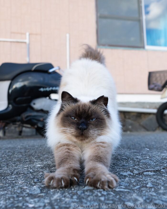 Fluffy Japan stray cat stretching on pavement near a scooter, captured in a heartwarming street scene.