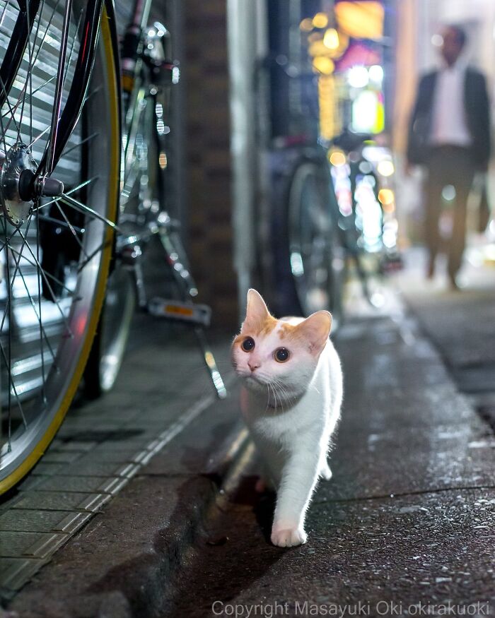 Stray cat walking on a dimly lit street in Japan near parked bicycles, captured in a heartwarming nighttime photo.