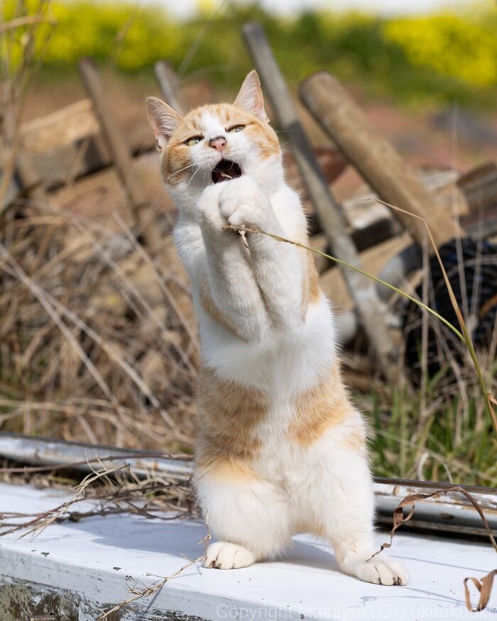 Stray cat in Japan playing with a dry grass stem outdoors, captured in a heartwarming and funny moment.