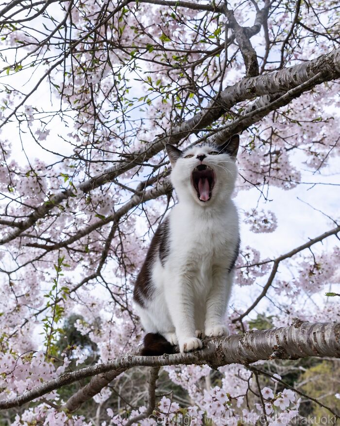 Stray cat perched on a cherry blossom tree branch in Japan, captured in a heartwarming and funny moment.