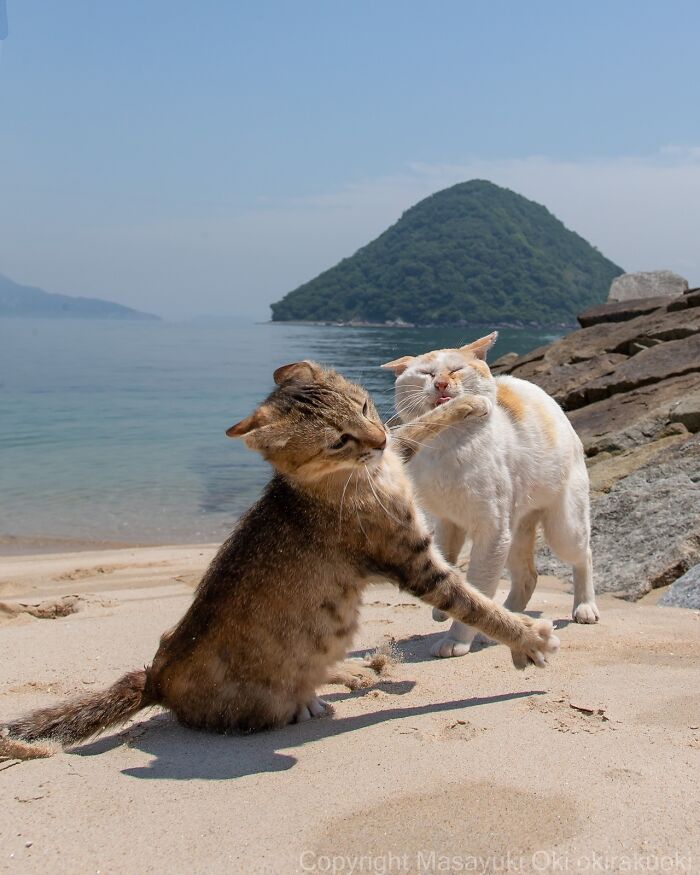 Two Japan stray cats playfully interacting on a sandy beach with a green hill and calm sea in the background.