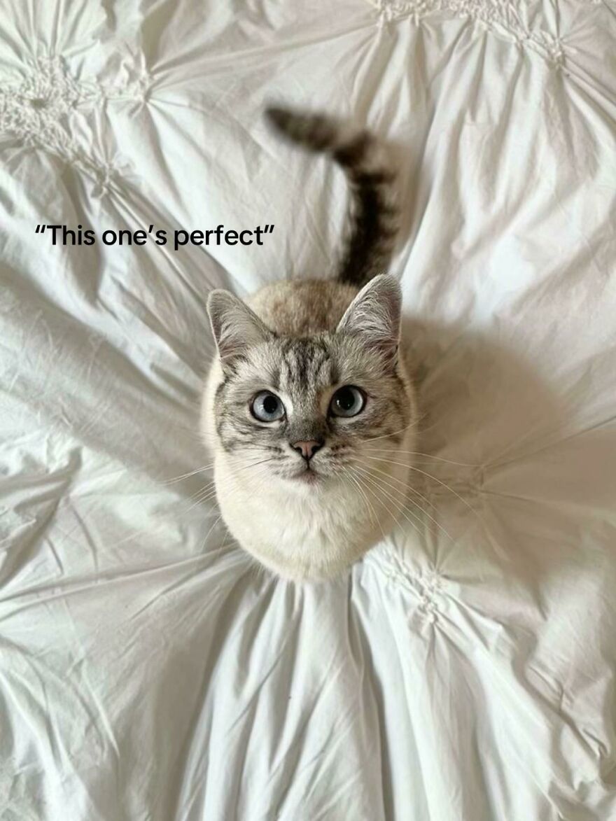 Cat with heterochromia sitting on white bedding, illustrating perfect imperfections in a wholesome trend.