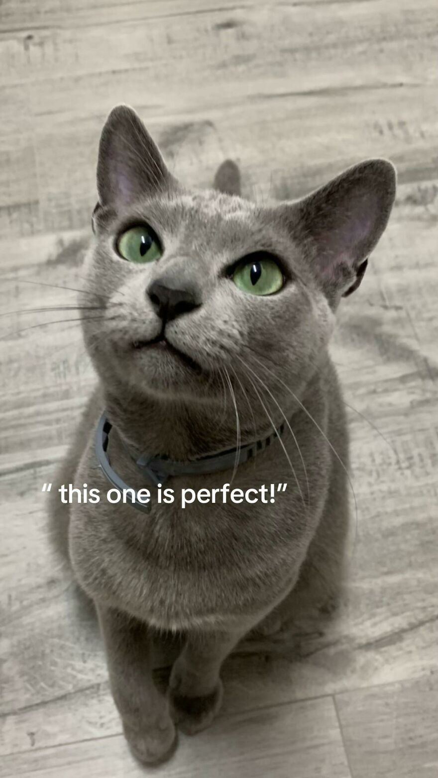 Gray cat with green eyes looking up, illustrating perfect imperfections shared by people in a wholesome trend online.