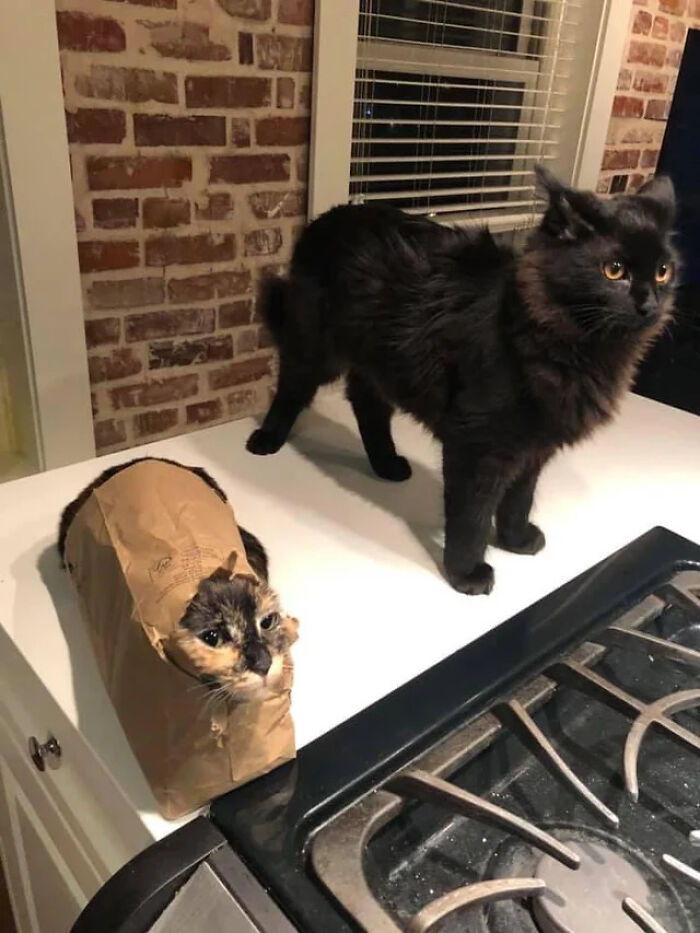 Two adorable cat duos on a kitchen counter, one inside a paper bag and the other standing nearby.