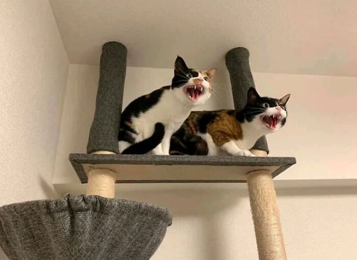 Two adorable cat duos with open mouths sitting on a gray cat tree platform inside a room