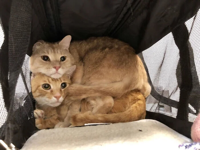 Two adorable cat duos cuddling inside a cozy mesh enclosure, showcasing the bond of cute cat pairs.