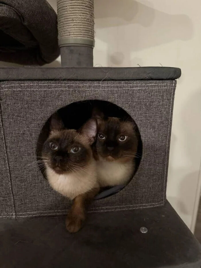 Two adorable cat duos with dark faces and blue eyes peeking out from a gray fabric cat house hole.