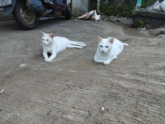 Two adorable white cats lying on a concrete ground, showcasing a cute cat duo in an outdoor setting.