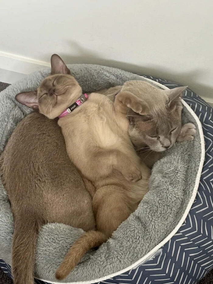 Two adorable cat duos snuggling closely in a cozy bed, showcasing why two is better than one for pets.