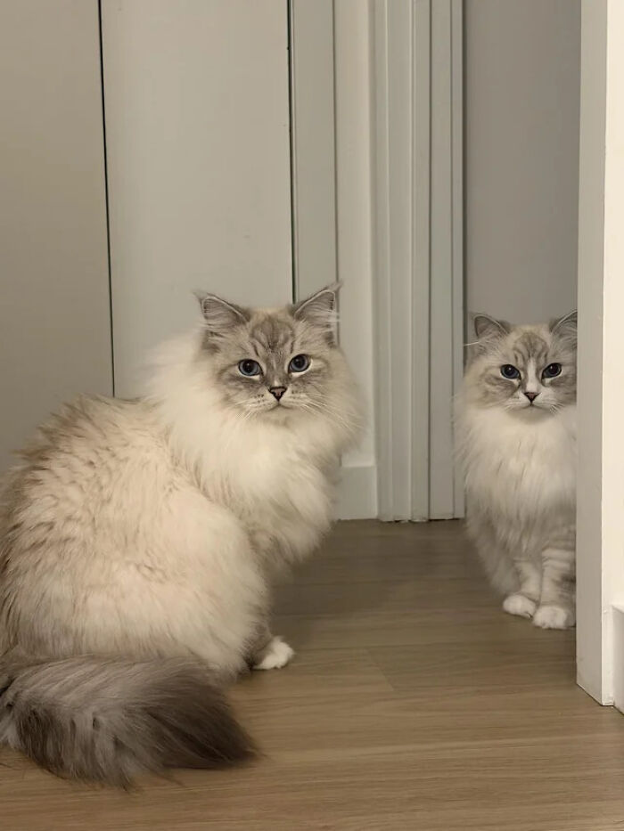 Two adorable fluffy cat duos with blue eyes sitting near a mirror on a wooden floor indoors.