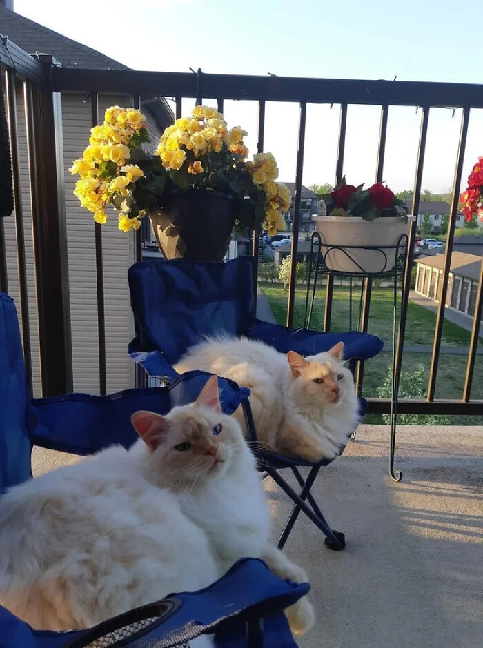 Two adorable fluffy cat duos relaxing on blue chairs on a balcony with flower pots in the background.