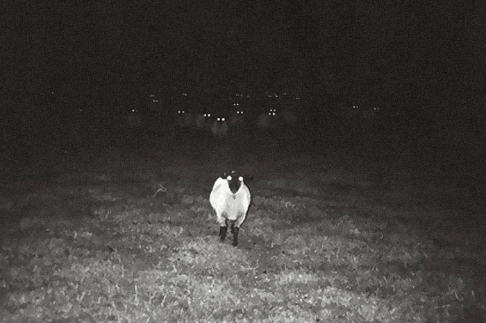Sheep standing on grass at night with glowing eyes of other sheep visible in the dark, frozen frame showing tension.