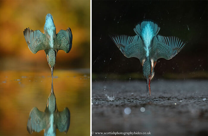 Kingfisher diving into water captured in sharp detail showcasing stunning colors and motion in nature photography.