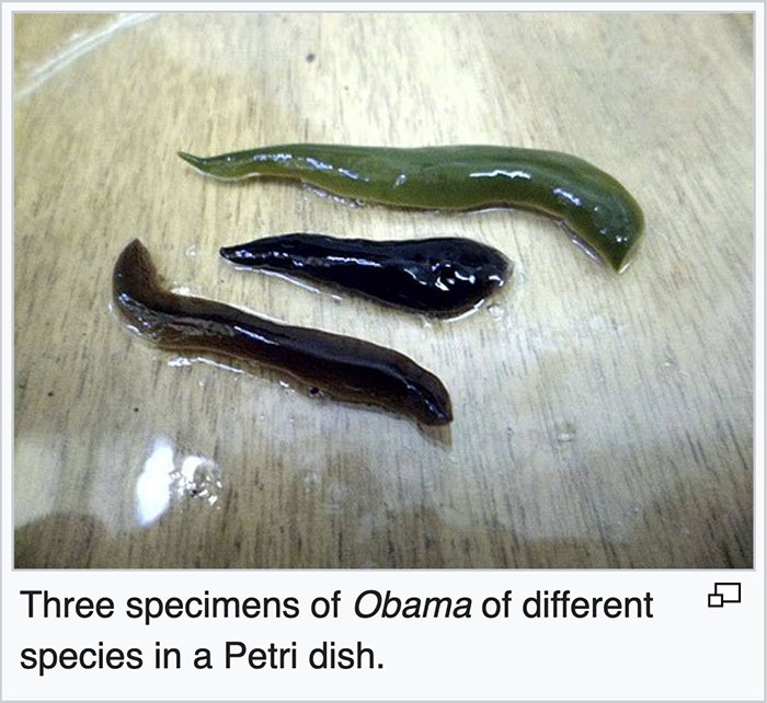 Three specimens of Obama worms displayed in a Petri dish, showcasing a funny and rare Wikipedia gem discovery.