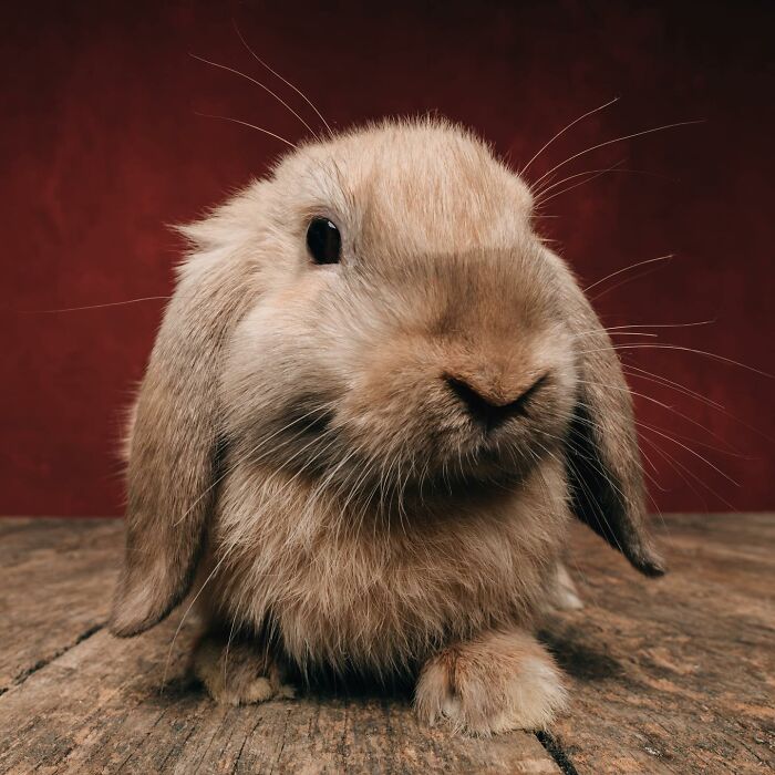 Close-up of a rabbit with a curious expression, one of 44 different animals photographed by Greg Murray.