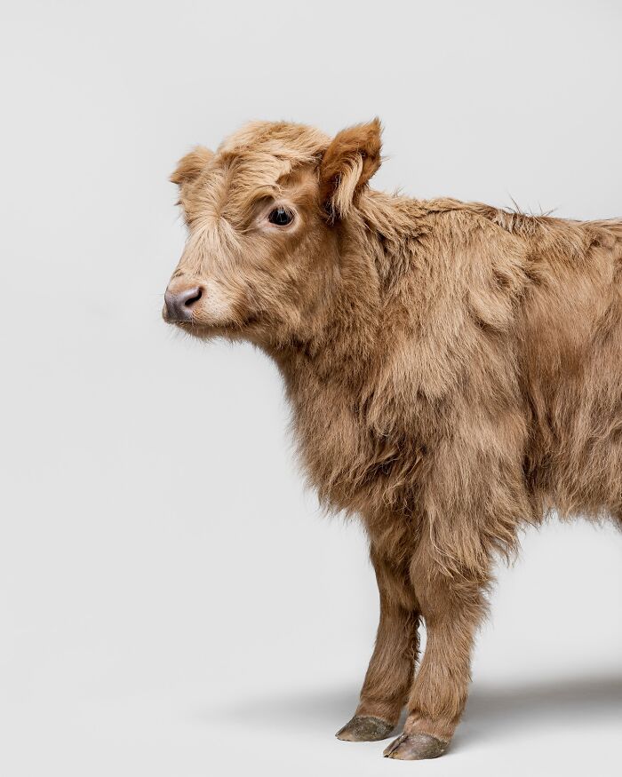 Fluffy brown calf photographed by Greg Murray showcasing unique animal expressions on a plain background.