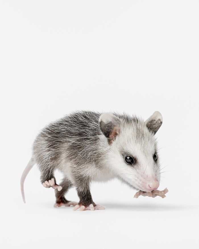 Young opossum with expressive face holding a small object, photographed by Greg Murray in a clean white studio setting.