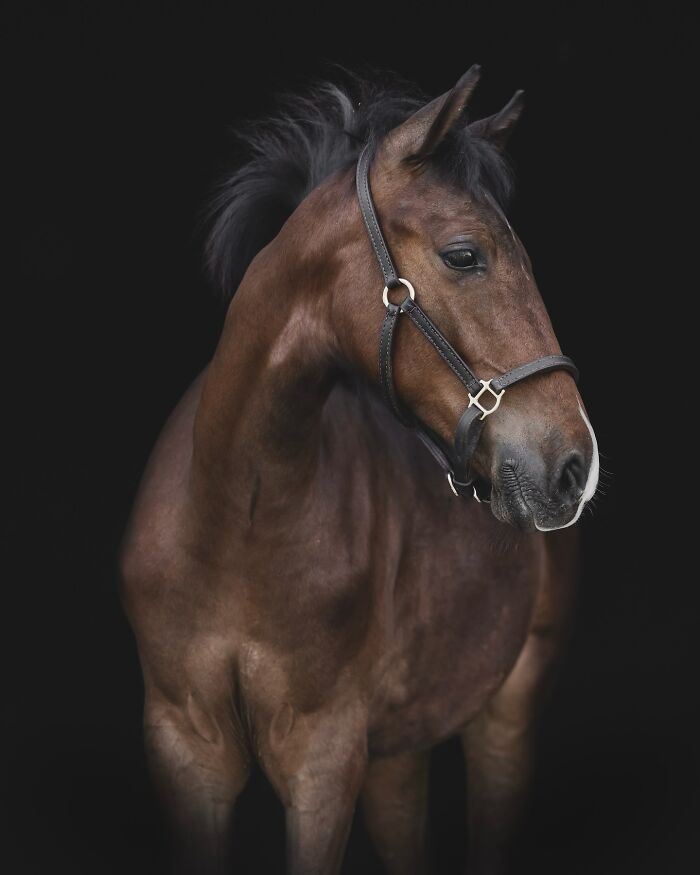 Brown horse with black mane wearing a halter, photographed by Greg Murray capturing animal expressions against a dark background.