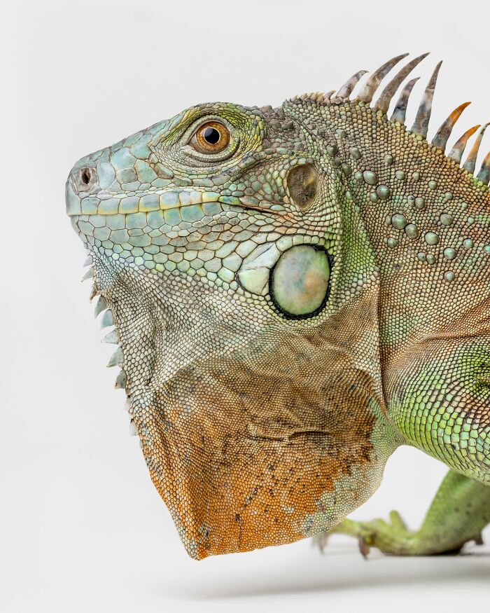 Close-up of an iguana with detailed scales and textures, part of Greg Murray’s animal expression photography series.