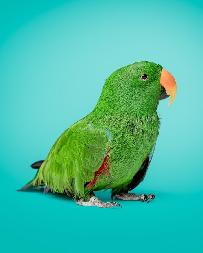 Green parrot with orange beak photographed by Greg Murray showing a priceless expression on a blue background.