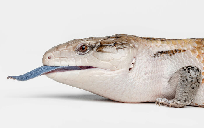 Close-up of a blue-tongue lizard with its tongue extended, one of Greg Murray's photographed animals with priceless expressions.