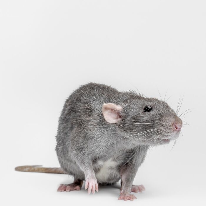 Grey rat with curious expression photographed by Greg Murray showcasing different animal expressions on a plain white background.