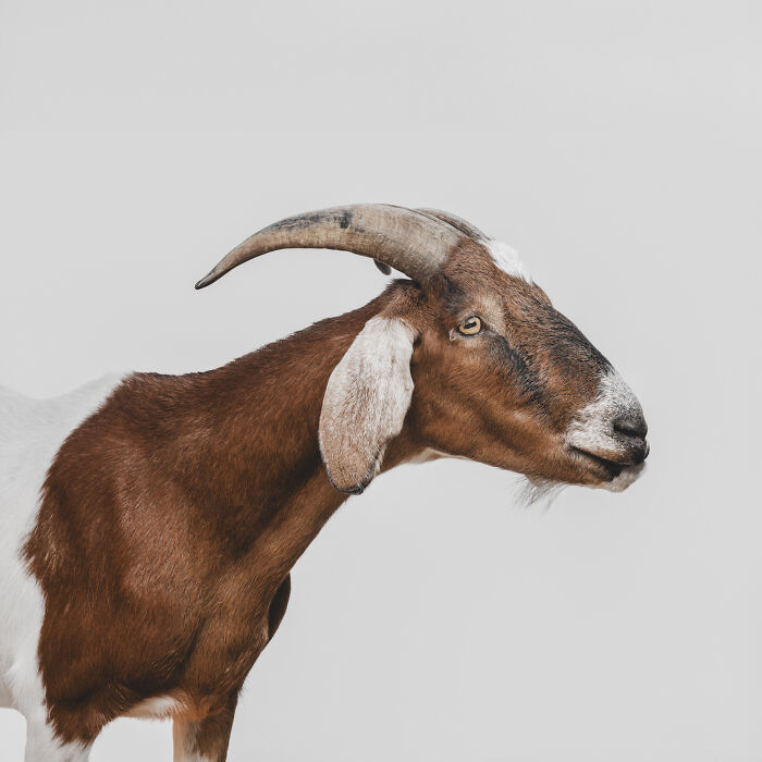 Goat with unique expression photographed by Greg Murray showcasing priceless animal portraits against a plain background.