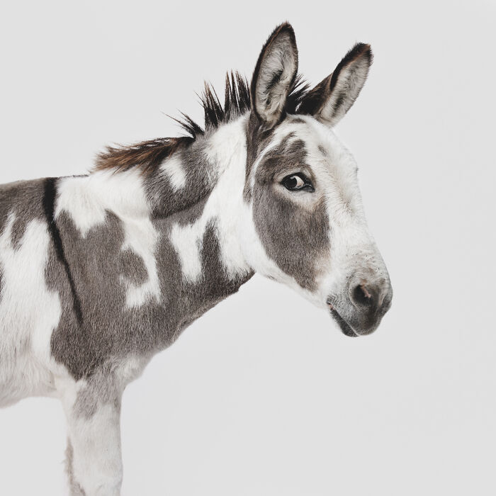 Donkey with unique markings captured by Greg Murray exhibiting a priceless and expressive animal portrait on a plain background.